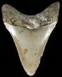 Bargain, Megalodon Tooth - North Carolina #65700-2